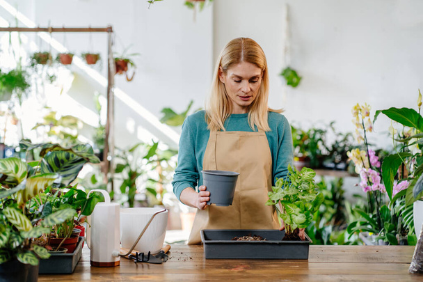 Middle Age Blond Woman Working in Her Plant Store Surrounded by a Myriad of Hues, Attentively Tending to Various Plants, and Creating a Lively, Nice Atmosphere. - Photo, Image