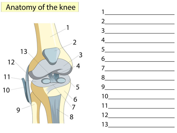 Anatomie. Příčný řez kolenního kloubu Ukazující hlavní části, které tvořily kolenní kloub pro základní lékařství. Přiřazení, zapište anatomická jména. - Vektor, obrázek