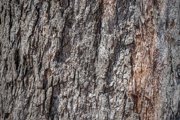 Textura de corteza de árbol - Foto, Imagen