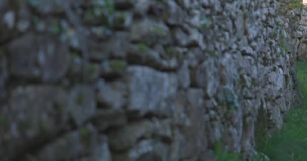 Panorámica de la pared de piedra medieval con vides de hiedra al atardecer - Metraje, vídeo