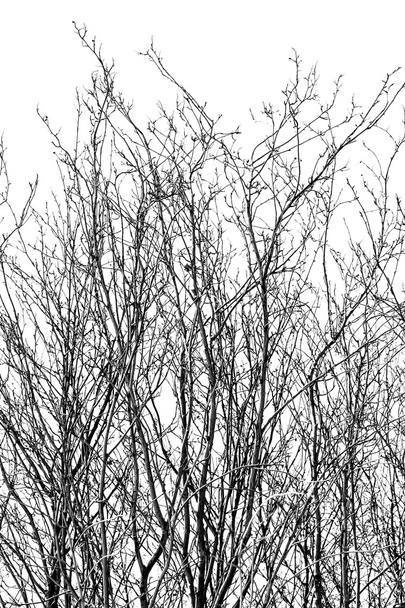 Gałęzie drzewa na białym - Zdjęcie, obraz