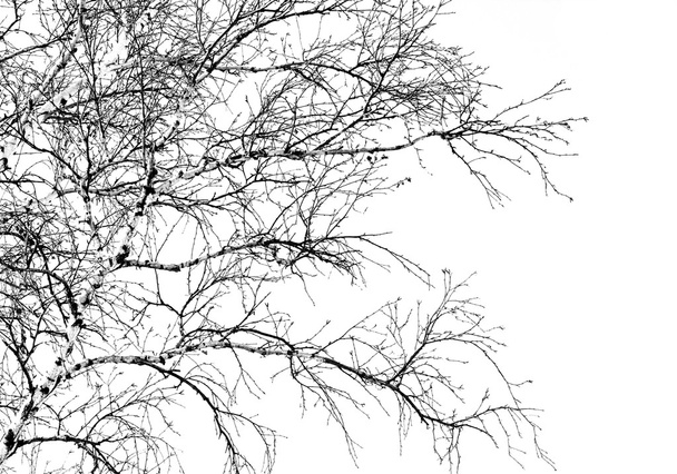Ramas de árboles sobre un blanco
 - Foto, Imagen