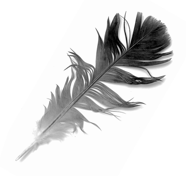 Bird feather on white - Фото, изображение