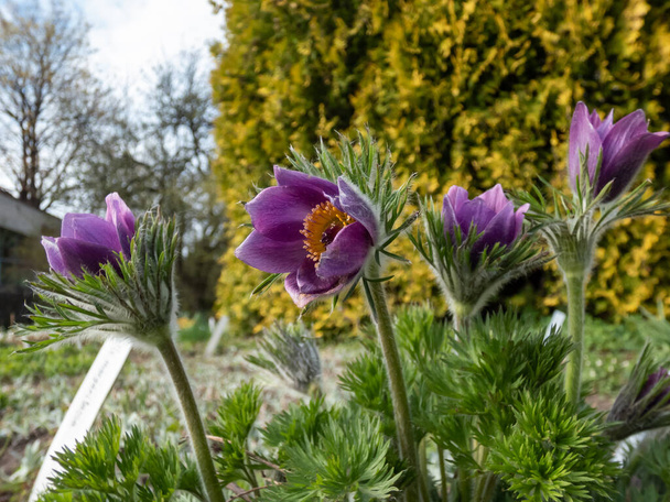 Close-up shot of beautiful group of purple spring flowers Pasqueflower (Pulsatilla) with yellow center surrounded with dry leaves appearing in a flower bed in early spring - Photo, Image
