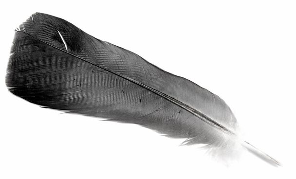Pluma de ave sobre blanco
 - Foto, imagen