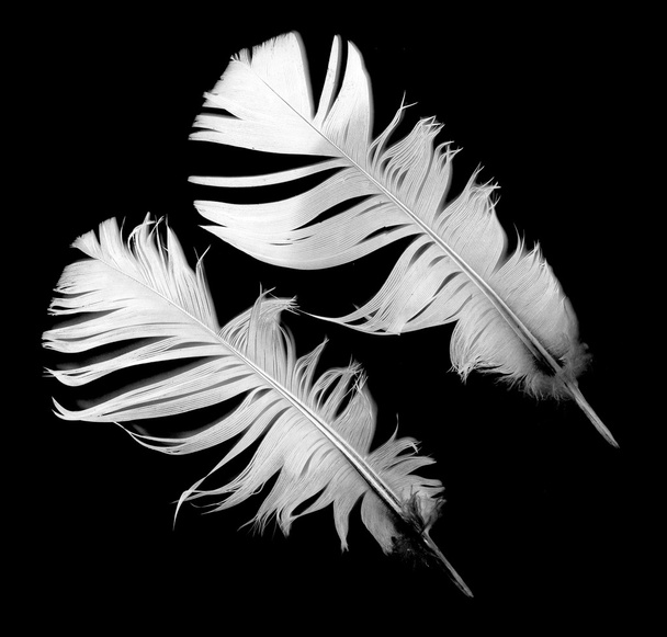 Bird feathers on black - Photo, Image