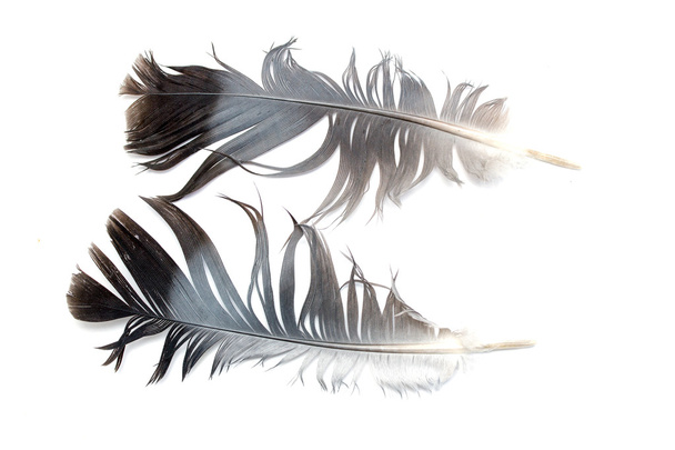 Plumas de aves sobre blanco
 - Foto, imagen
