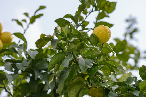 Лимон на дереве
 - Фото, изображение