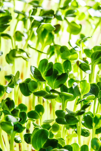 Nutritious green sprouts - 写真・画像