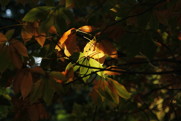 Herbstzeit - Foto, Imagem