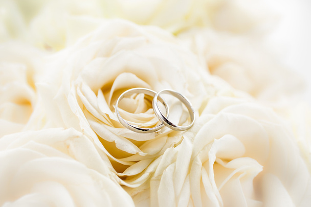 Macro foto de dois anéis de casamento de platina deitado sobre rosas brancas
 - Foto, Imagem