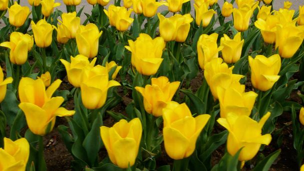 市内の花壇には大きな黄色いチューリップがたくさんあります. パノラマ。 スプリングシーン. - 写真・画像