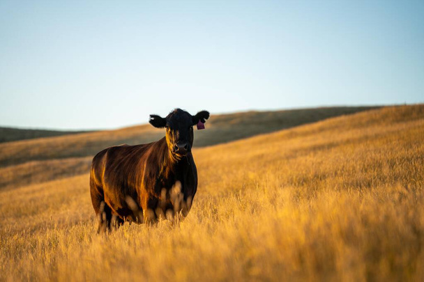 Regenerative Stud Angus, wagyu, Murray grey, Dairy and beef Cows and Bulls grazing on grass and pasture in a field. The animals are organic and free range, being grown on an agricultural farm in dry summer grass. 	 - Foto, Imagen
