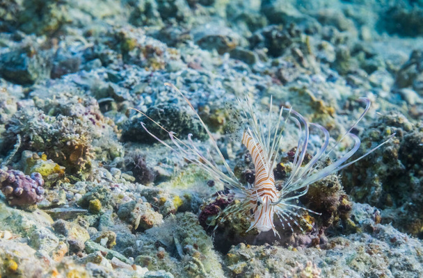 little radial firefish on the seabed near the beach in marsa alam egypt - Photo, Image