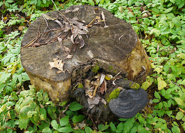 El hongo yesca (Fomes fomarius) es un patógeno de la planta de descomposición del tallo - Foto, Imagen