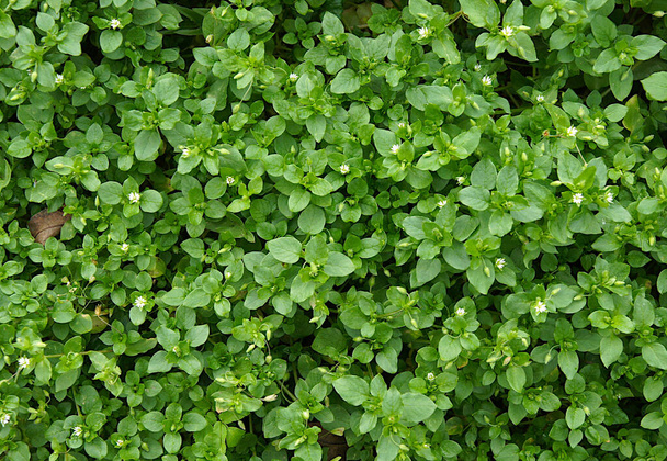 Juicy stems and leaves of Common chickweed (Stellaria media) with small white flowers as a natural background - Photo, Image