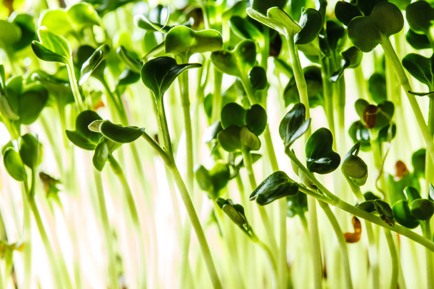 Nutritious green sprouts - Fotografie, Obrázek