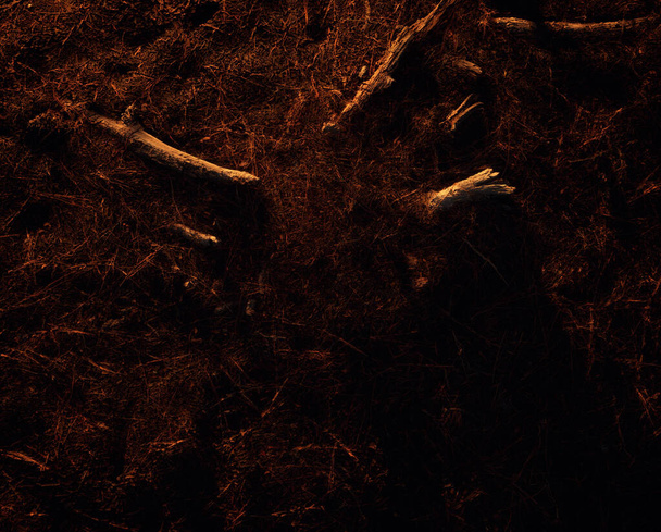 Обломки ветвей на лесной земле, покрытой сосновыми иглами. Солнечный свет золотого часа. - Фото, изображение