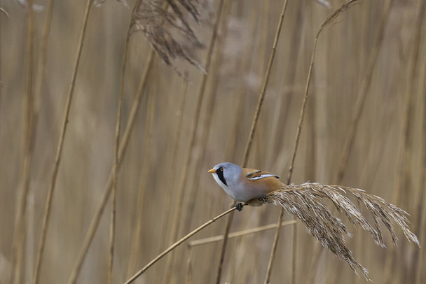 Male Bearded Tit (Panurus biarmicus) feeding on seeds in a reedbed at Westhay Moor nature reserve on the Somerset Levels in the United Kingdom - Valokuva, kuva