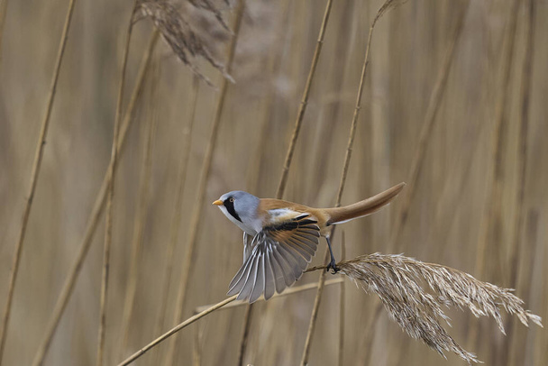 Male Bearded Tit (Panurus biarmicus) in flight reedbed at Westhay Moor nature reserve on the Somerset Levels in the United Kingdom - Foto, Bild