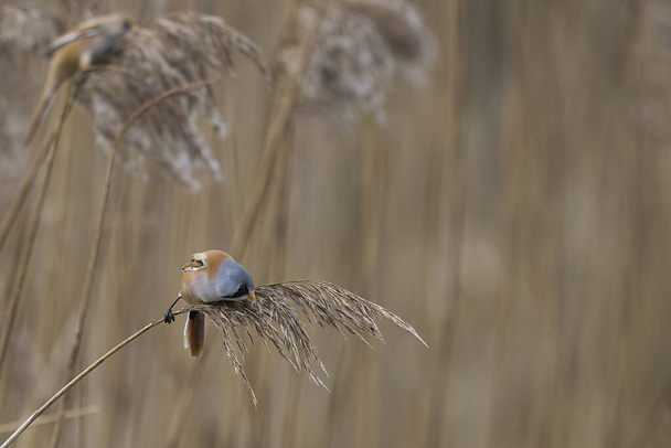 Male Bearded Tit (Panurus biarmicus) feeding on seeds in a reedbed at Westhay Moor nature reserve on the Somerset Levels in the United Kingdom - Valokuva, kuva