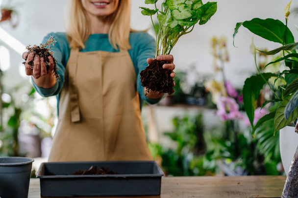 Close-up van blonde vrouwelijke eigenaar in schort tonen hoe je een plant transplanteren, houden van grond, plant, glimlachen om de camera in de winkel vol met groene planten. - Foto, afbeelding
