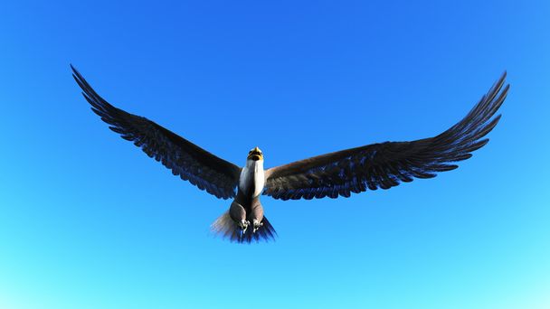 bald eagle - Valokuva, kuva