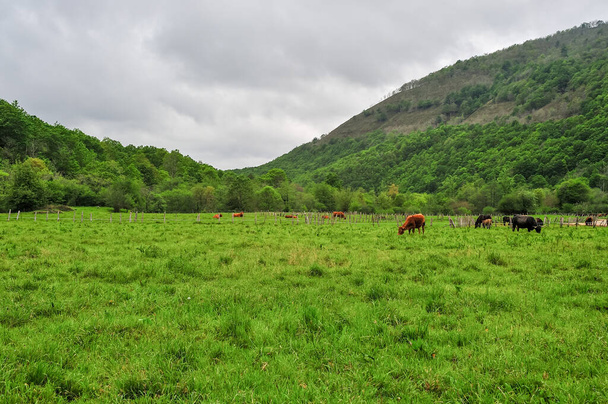 Una yegua castaña con melena blanca cuida tiernamente de su potro en un campo verde vibrante, con otros caballos pastando cerca.. - Foto, imagen