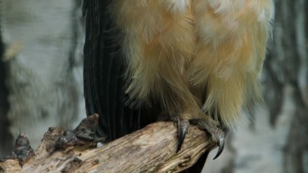 Spectacled owl. Pulsatrix perspicillata perched in branch. High quality FullHD footage - Footage, Video