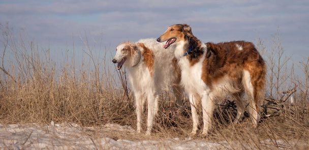 Двоє собак російської породи грейхаунд стоять на зимовому полі. Зимовий відпочинок, полювання. - Фото, зображення