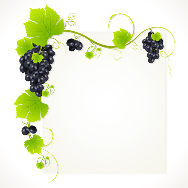 cacho de uvas - Vetor, Imagem