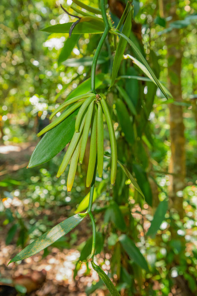 Vanilla plant green pods on plantation, ripe and ready to harvest, blurred background . light green succulent pods of inflorescence grow on a liana - Photo, Image