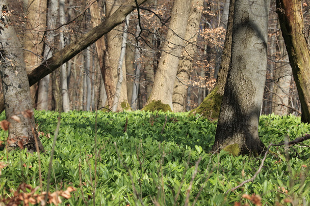 Дикий чеснок в лесу - Фото, изображение
