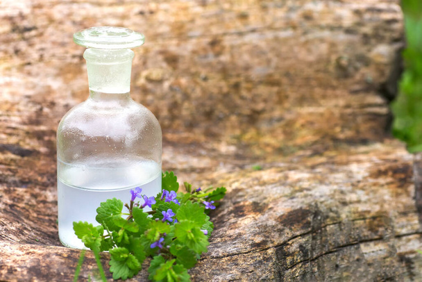 Glechoma hederacea, Nepeta hederacea near an apothecary bottle with a tincture for the manufacture essential oil. Natural cosmetic concept.  - Photo, Image