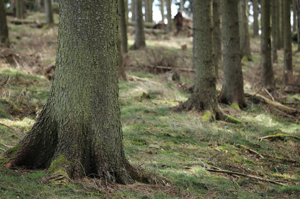 ялинового лісу
 - Фото, зображення