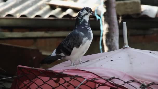  a dove spinning on an old umbrella against the backdrop of a slate roof - Footage, Video