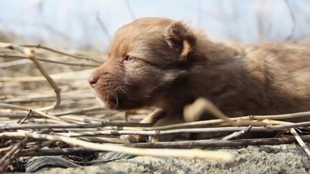 a very small puppy lies and gnaws a dry branch of a plant, side view - Footage, Video