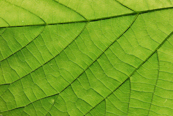 Green leaf texture, macro - Photo, Image