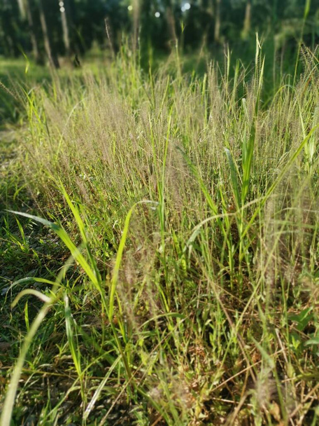 bushy dwarf fountain grass in the meadow.  - Photo, Image