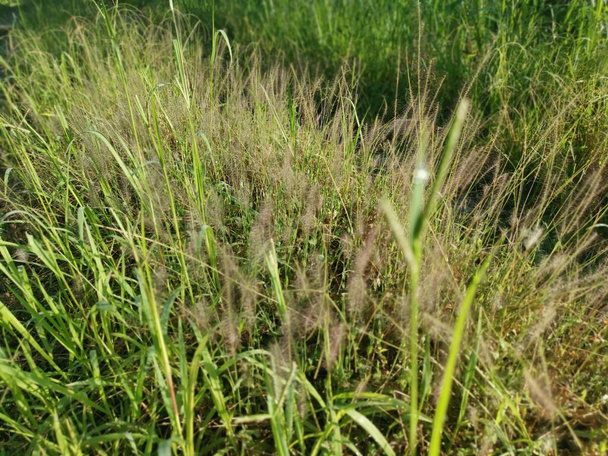 bushy dwarf fountain grass in the meadow.  - Photo, Image