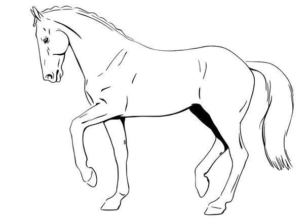 Dressage Horse - Vector, Image