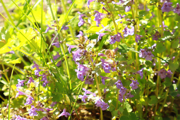 Vista de cerca de la floración Glechoma hirsuta Waldst - Foto, Imagen