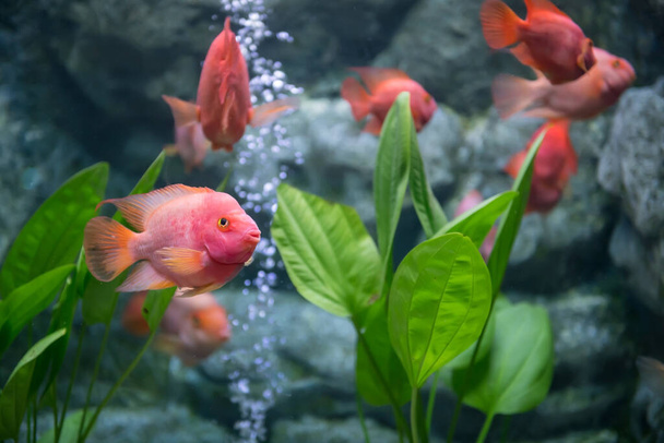 Punaverinen papukaija, Amphilophus citrinellus Vieja melanurus, ui korallilla Bueng Chawak akvaariossa, Suphan Buri, Thaimaa. - Valokuva, kuva