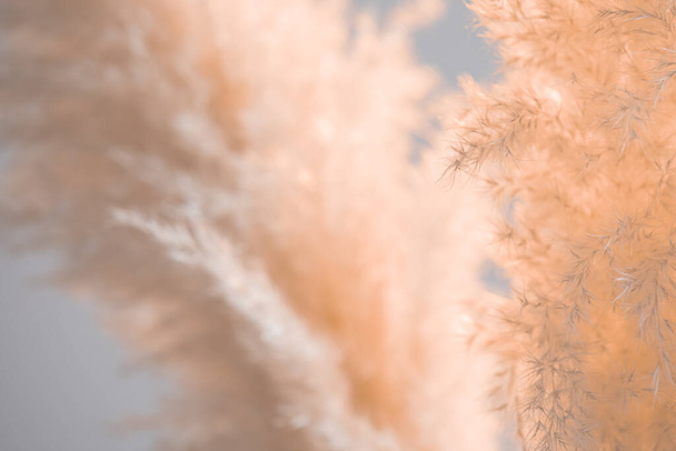 Background image of peach colored fluffy dry grass. Shallow depth of field. - Photo, Image
