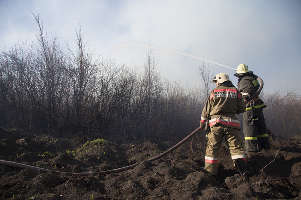 Orman yangını - Fotoğraf, Görsel