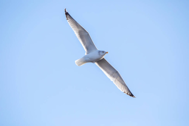 Чайка парит над головой в голубом небе с расправленными крыльями в зимний день января.  - Фото, изображение