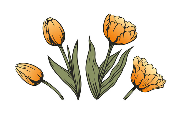 Ensemble vintage fleur de tulipe et bourgeon. Éléments vectoriels pour décoration design. - Vecteur, image