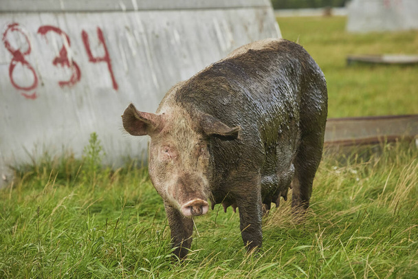 Eco-varkenshouderij in het veld in Denemarken.  - Foto, afbeelding