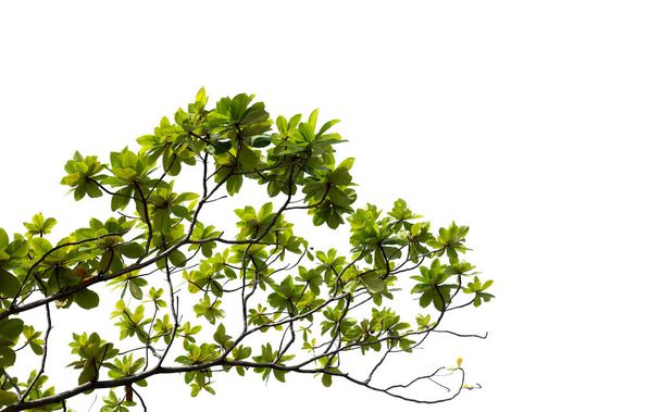 Green foliage and branch of tree isolated on white background - Photo, Image