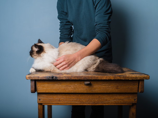 gatto essendo examind su scrivania di legno
 - Foto, immagini